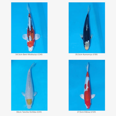 24 New Koi On The Website Including A Rare Tancho Ochiba