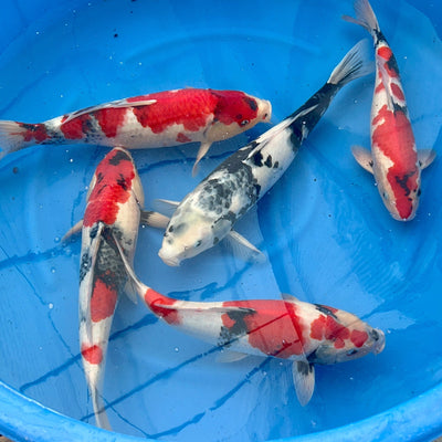 Discovering Marujyu Koi Farm: A First Visit to Their New Facility and seeing the results of their Collaboration with Dainichi - Pandora Line Showa Koi