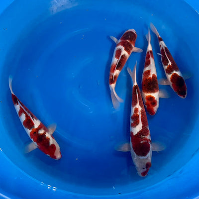 Japan Koi Buying Trip – Day 3: Snow, Selections & Surprises