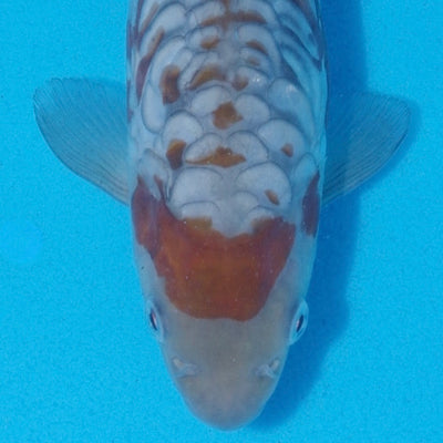 Awards Won At The 2024 Great British Koi Show