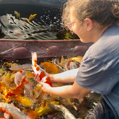 New Vlog Episode Offers Exclusive Behind-the-Scenes Insight On Today's Koi Release!