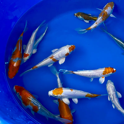 New Season Small Koi Mixes Now Available! Discover Our 5-6 inch and 6-8 inch Koi Selections