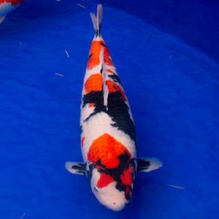 Koi Variety Spotlight:  Showa - Bold And Powerful, The Magnificent Three-Coloured Koi