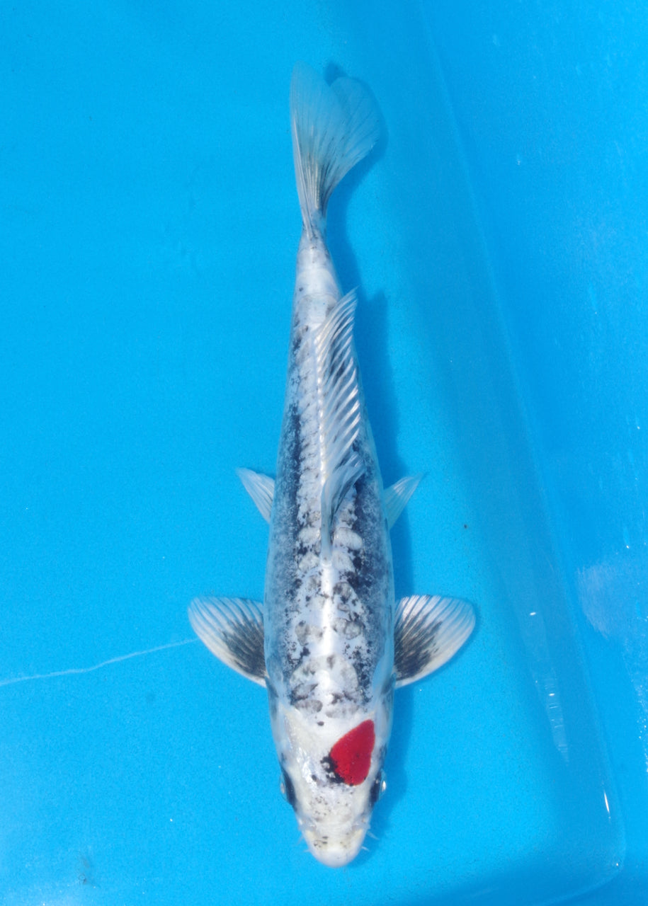 29cm Tancho Beni Kikokuryu (Byer Koi Farm) REF - J023