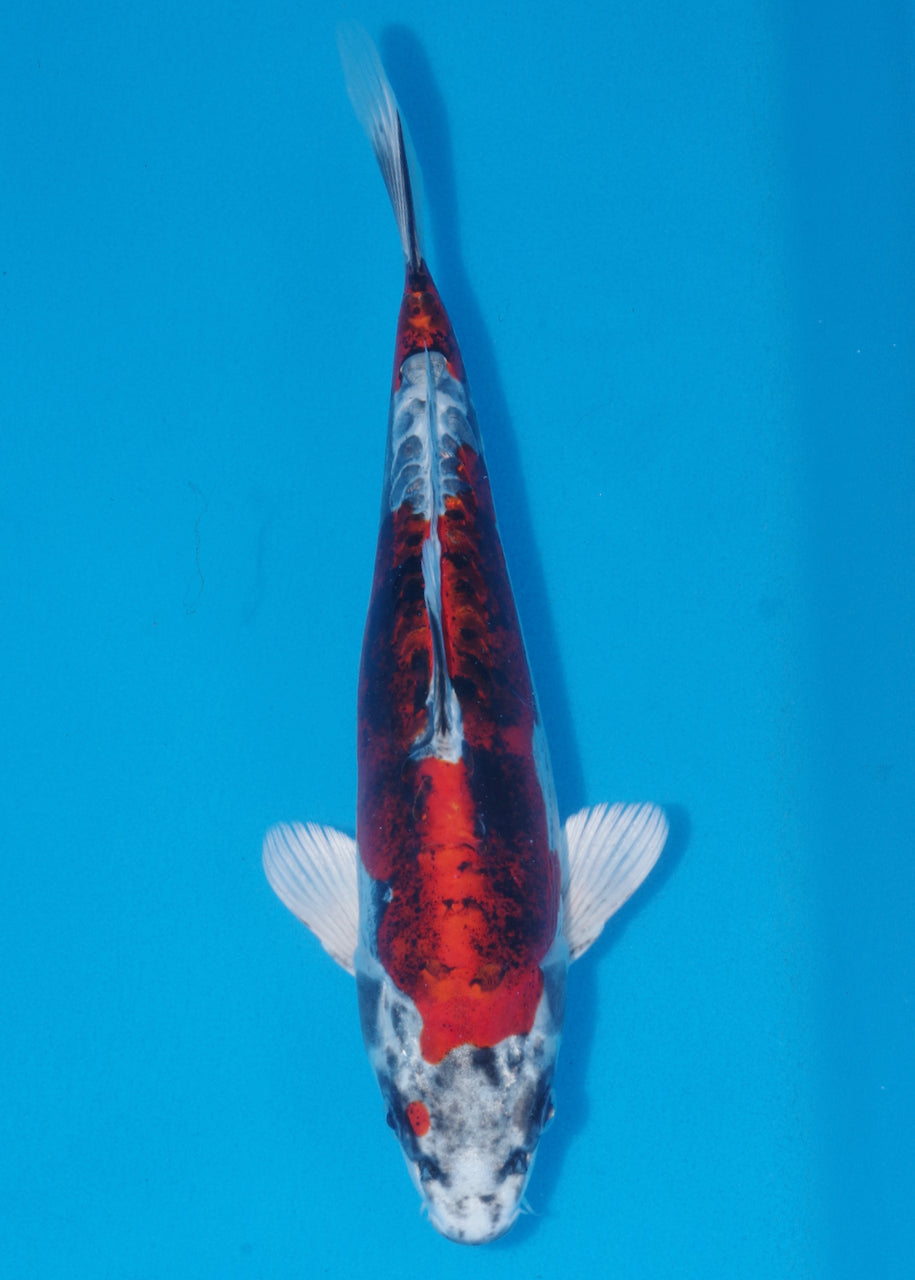 31.5cm Beni Kikokuryu (Byer Koi Farm) REF - J013