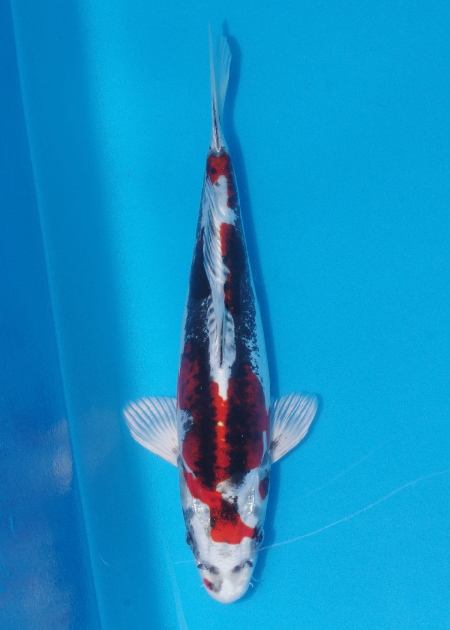 33cm Beni Kikokuryu (Byer Koi Farm) REF - J015