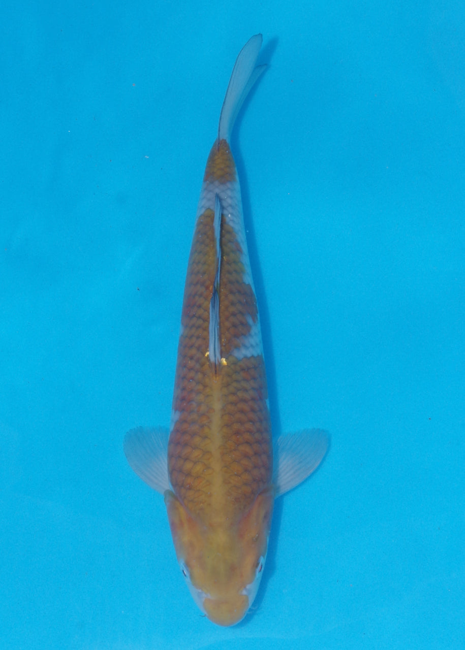 33cm Ochiba (Byer Koi Farm) REF - J007