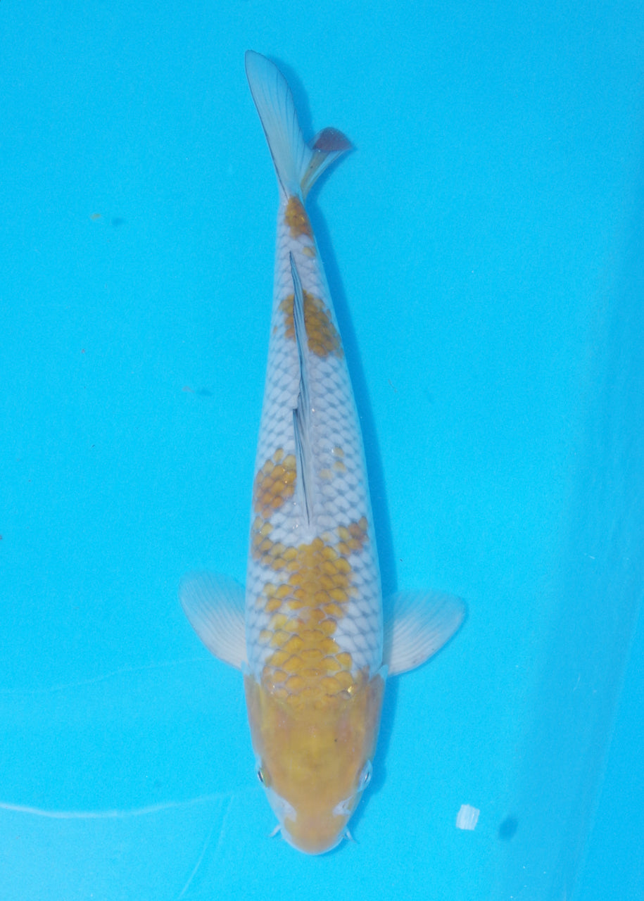 36cm Ochiba (Byer Koi Farm) REF - J018