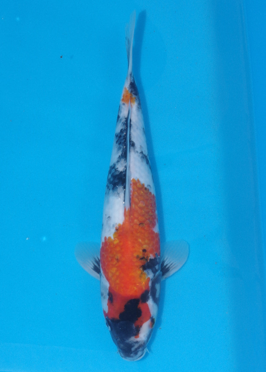 37cm Showa (Byer Koi Farm) REF - J005