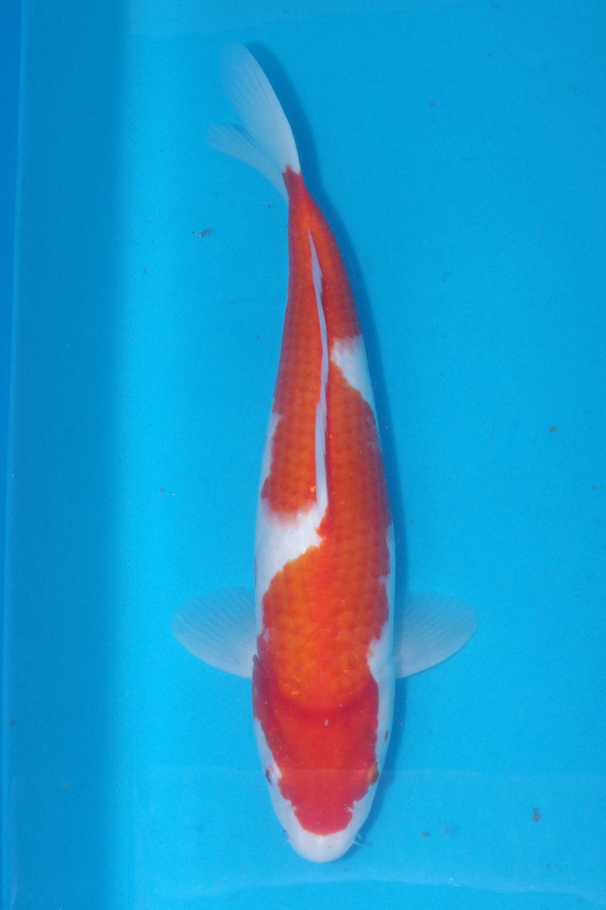 46cm Kohaku (Byer Koi Farm) REF - J004