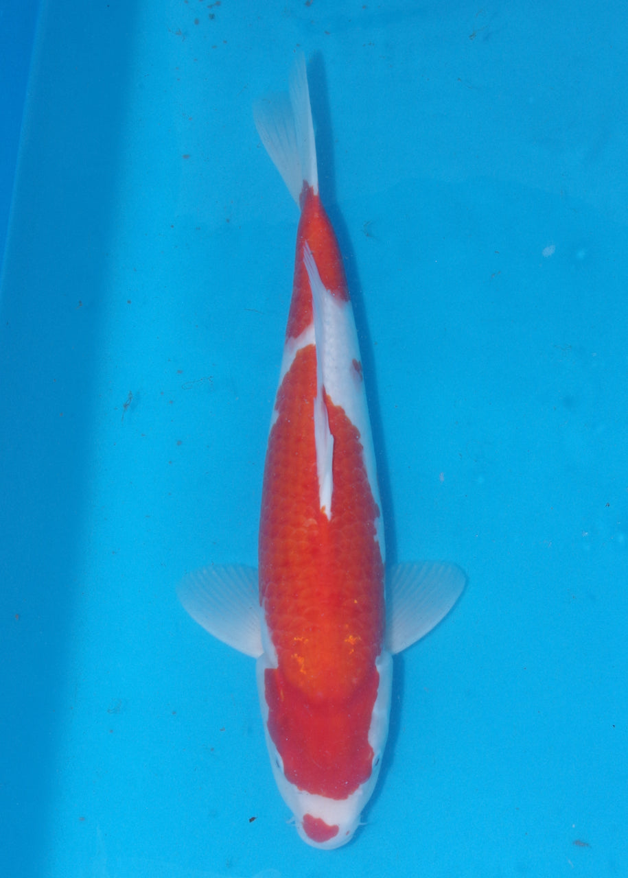 51cm Kohaku (Byer Koi Farm) REF - J003