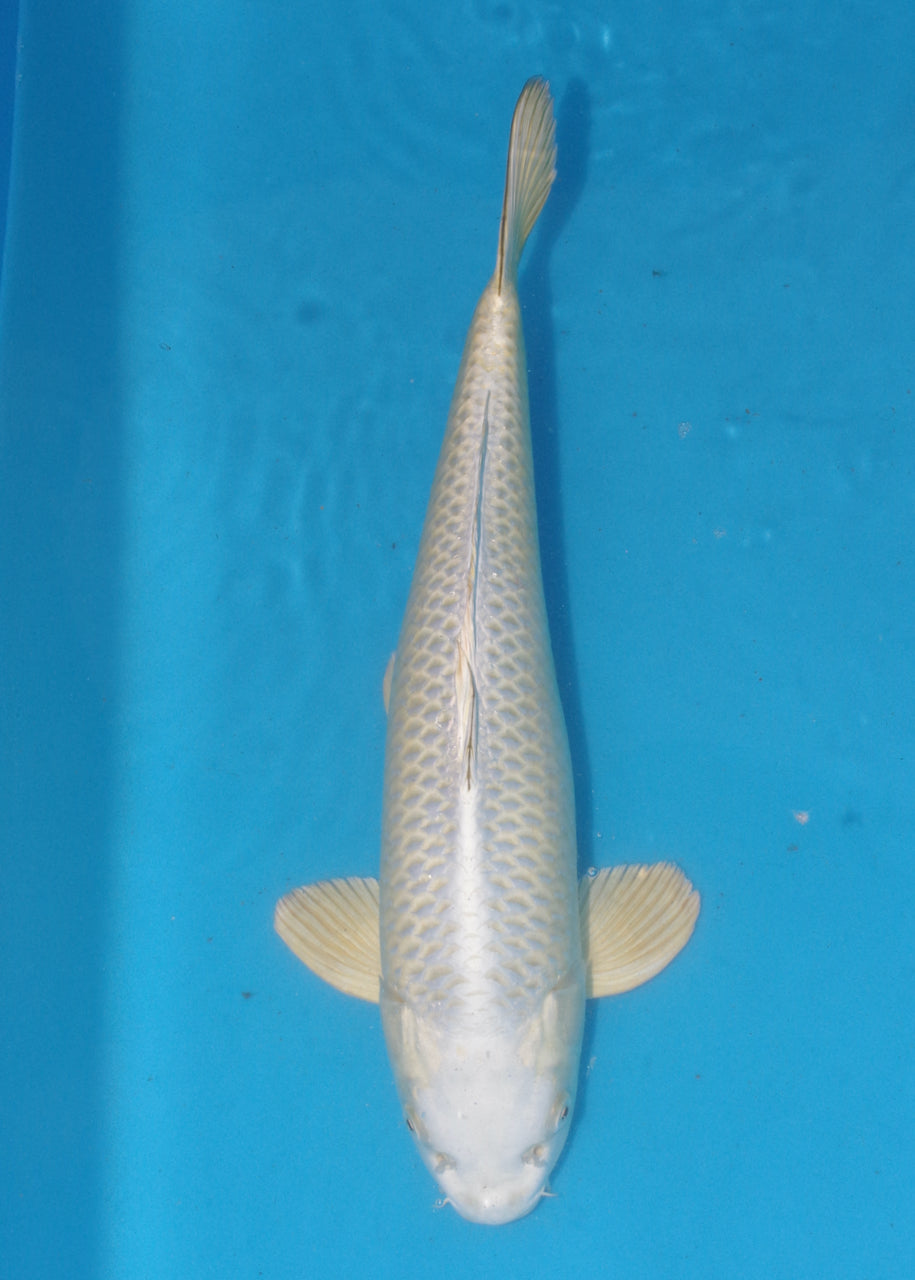 53cm Mukashi Ogon (Byer Koi Farm) REF - J002