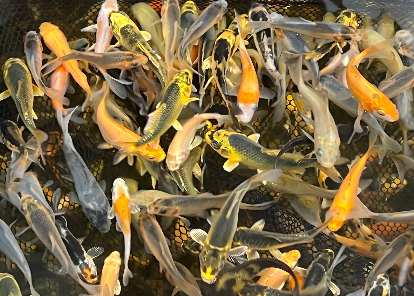 Jumbo Koi Fry - Pre Season Mix Available Now