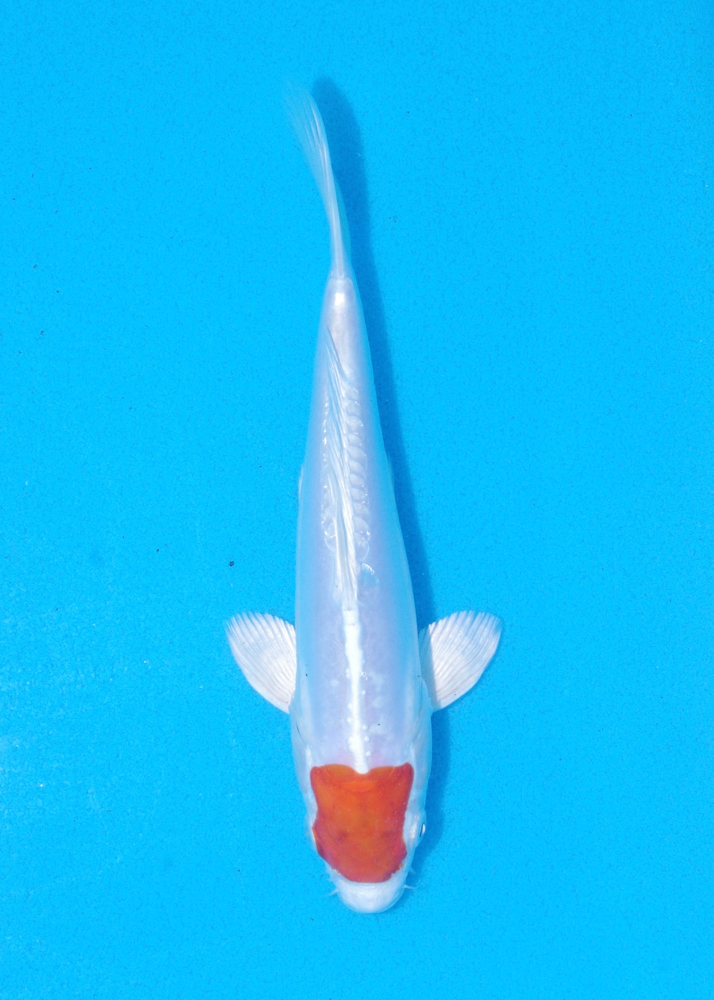 20cm Tancho Kikisui (Byer Koi Farm) REF - MA85