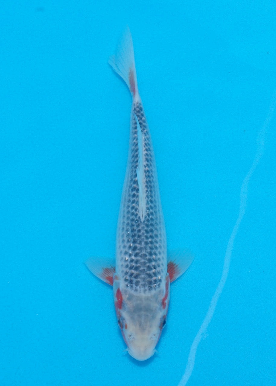 22cm Asagi (Byer Koi Farm) REF SRR06 - JU03