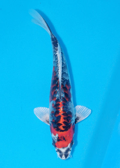 29cm Aragoke (Beni Kikokuryu) (Byer Koi Farm) REF - NO10