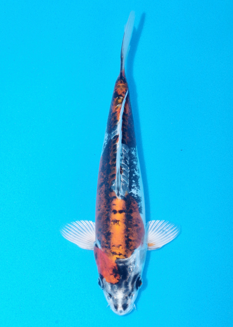 27cm Beni Kikokuryu (Byer Koi Farm) REF - NO12