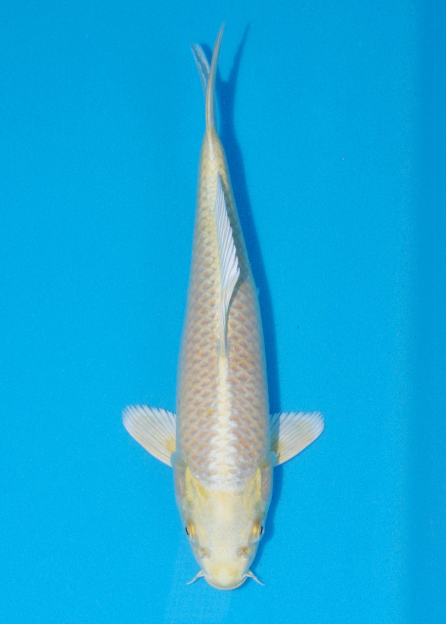 31cm Yamabuki Ogon (Byer Koi Farm) REF - NO13