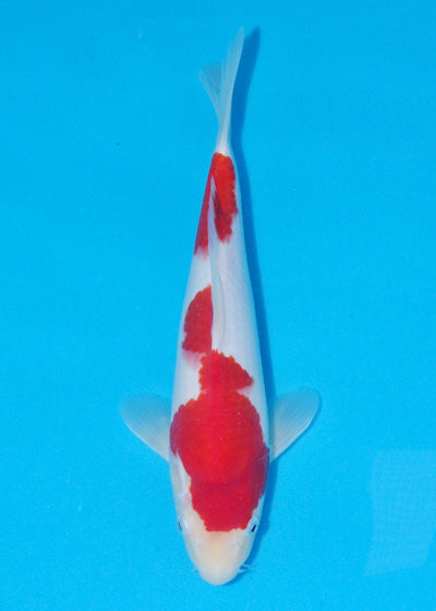 33cm Kohaku (Maruhide) REF - NO14