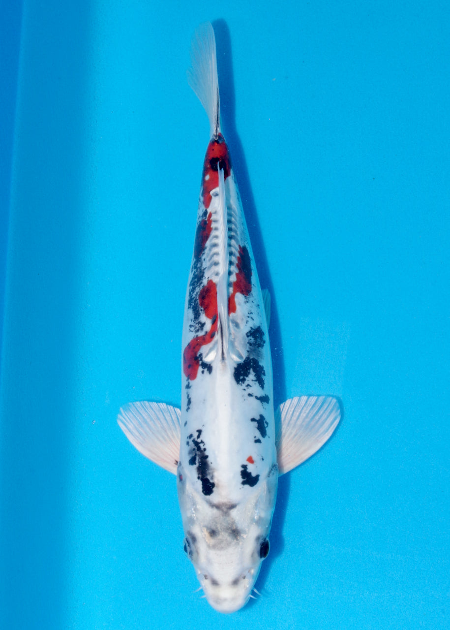 37cm Beni Kikokuryu (Byer Koi Farm) REF - NO15