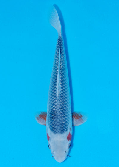 36cm Asagi (Byer Koi Farm) REF - NO16