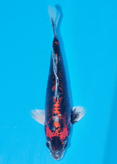 33cm Beni Kikokuryu (Byer Koi Farm) REF - NO17