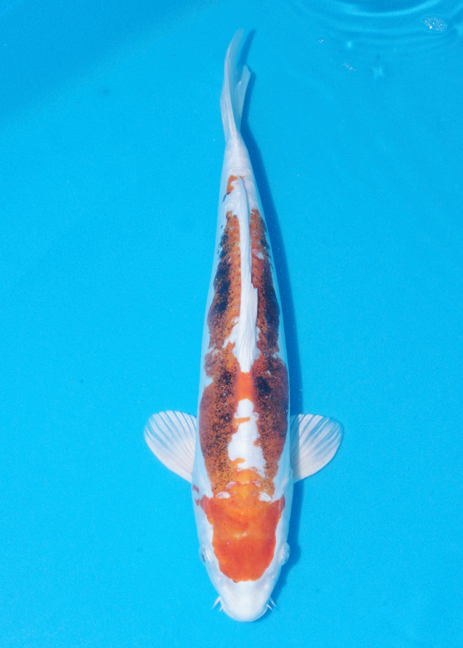 39cm Beni Kikokuryu (Byer Koi Farm) REF - NO18