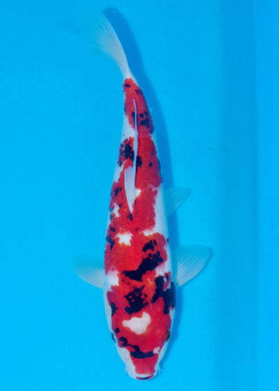 35cm Showa (Byer Koi Farm) REF - NO19