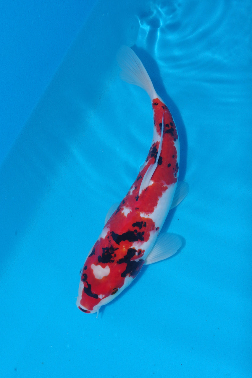 35cm Showa (Byer Koi Farm) REF - NO19