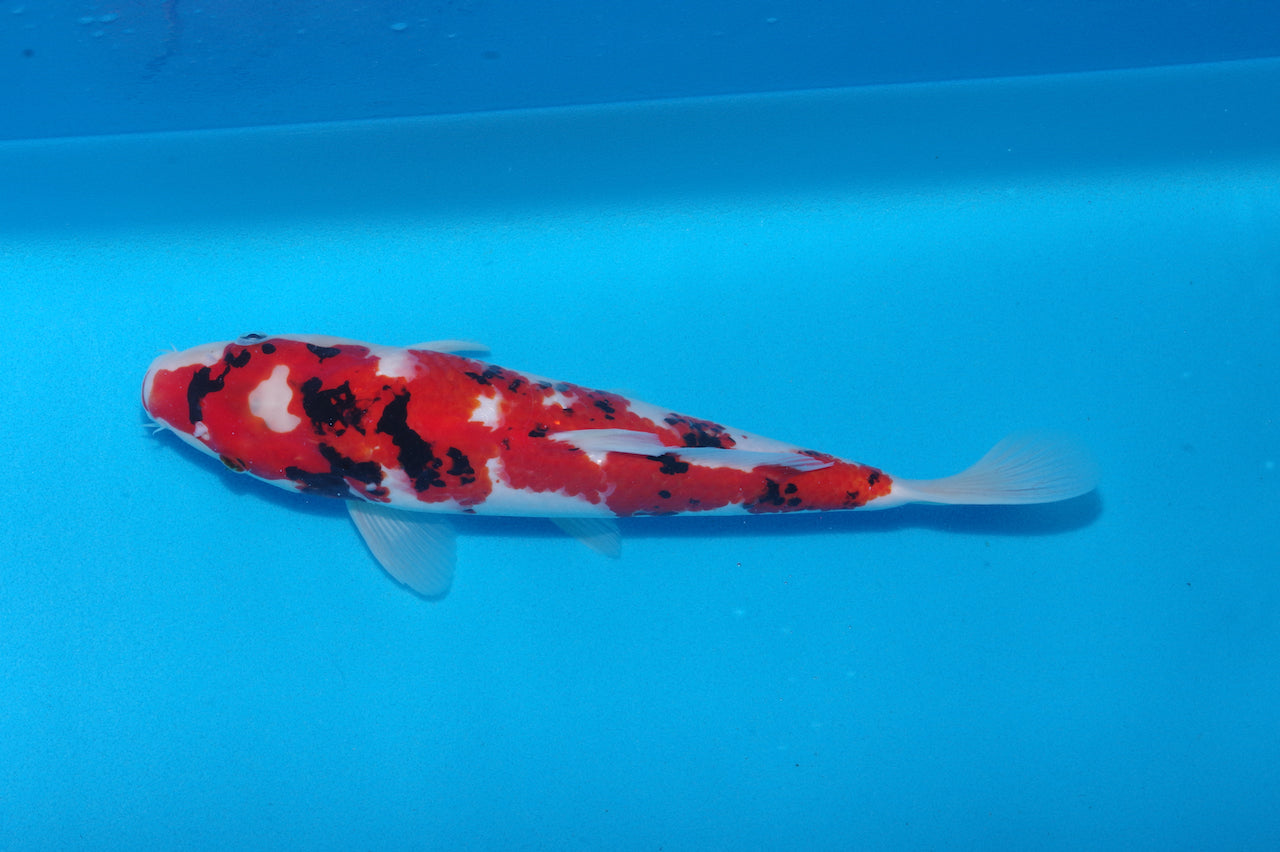 35cm Showa (Byer Koi Farm) REF - NO19