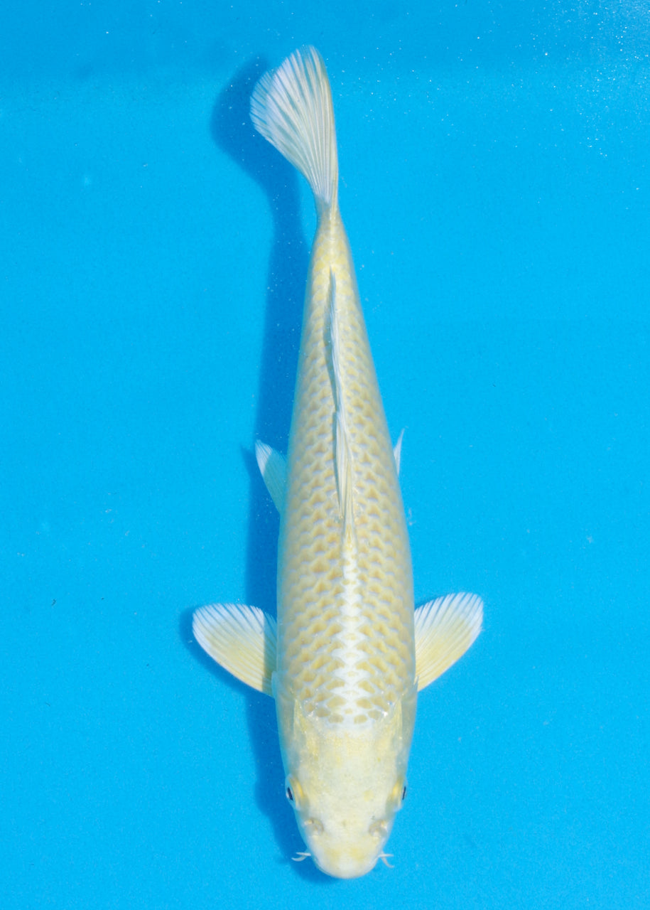 28.5cm Yamabuki Ogon (Byer Koi Farm) REF - NO20