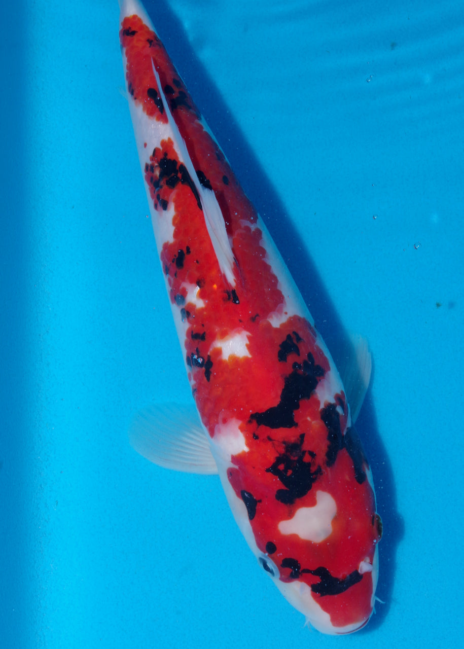 35cm Showa (Byer Koi Farm) REF - NO19