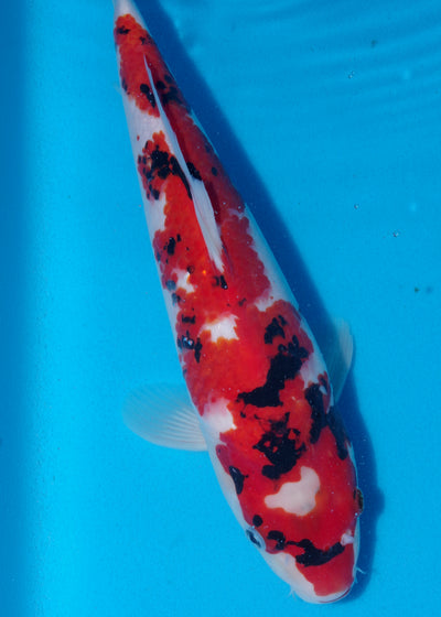 35cm Showa (Byer Koi Farm) REF - NO19