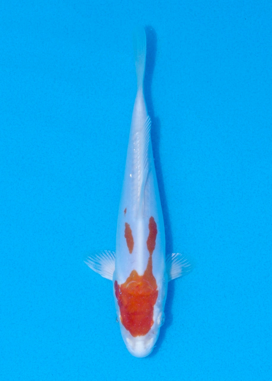 20cm Kikisui (Byer Koi Farm) REF SRL06-M194