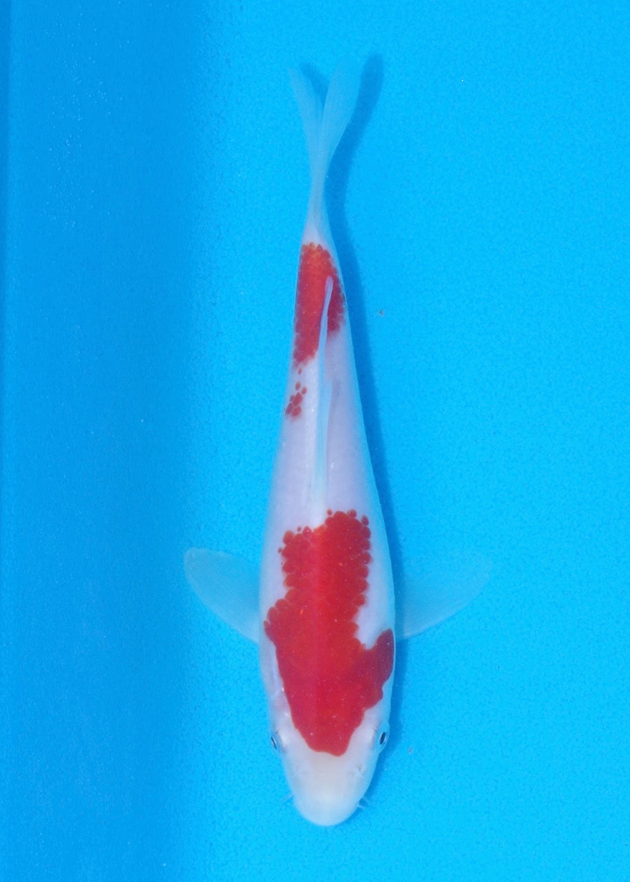 18.5cm Kohaku (Marudo) REF SRL06-M205