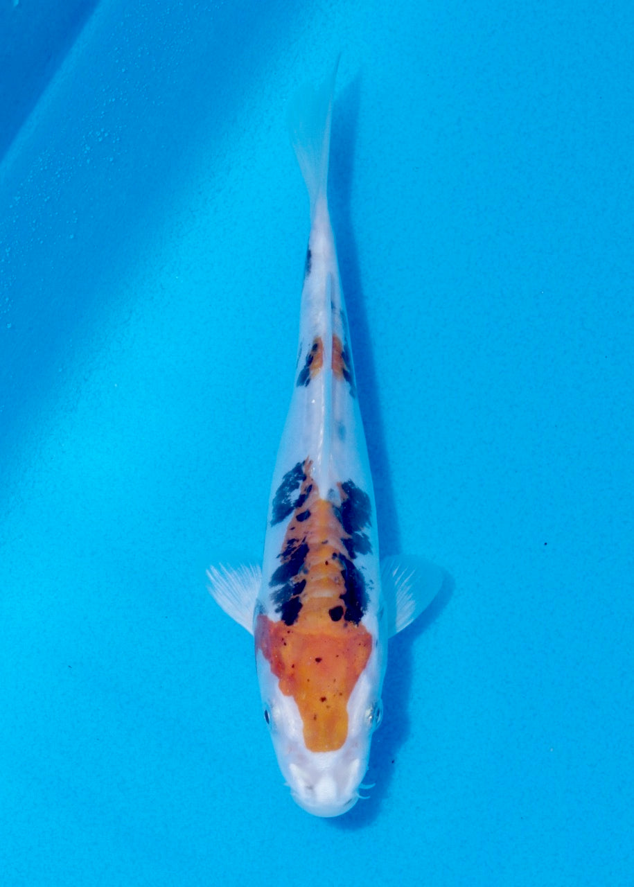 18cm Beni Kikokuryu (Byer Koi Farm) REF SRL06-M183