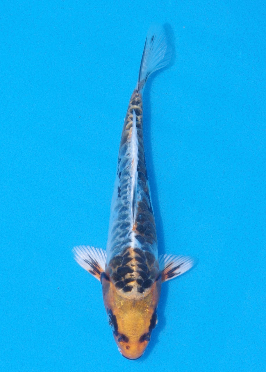 18cm Aragoke (Beni Kikokuryu) (Byer Koi Farm) REF SRL06-M184