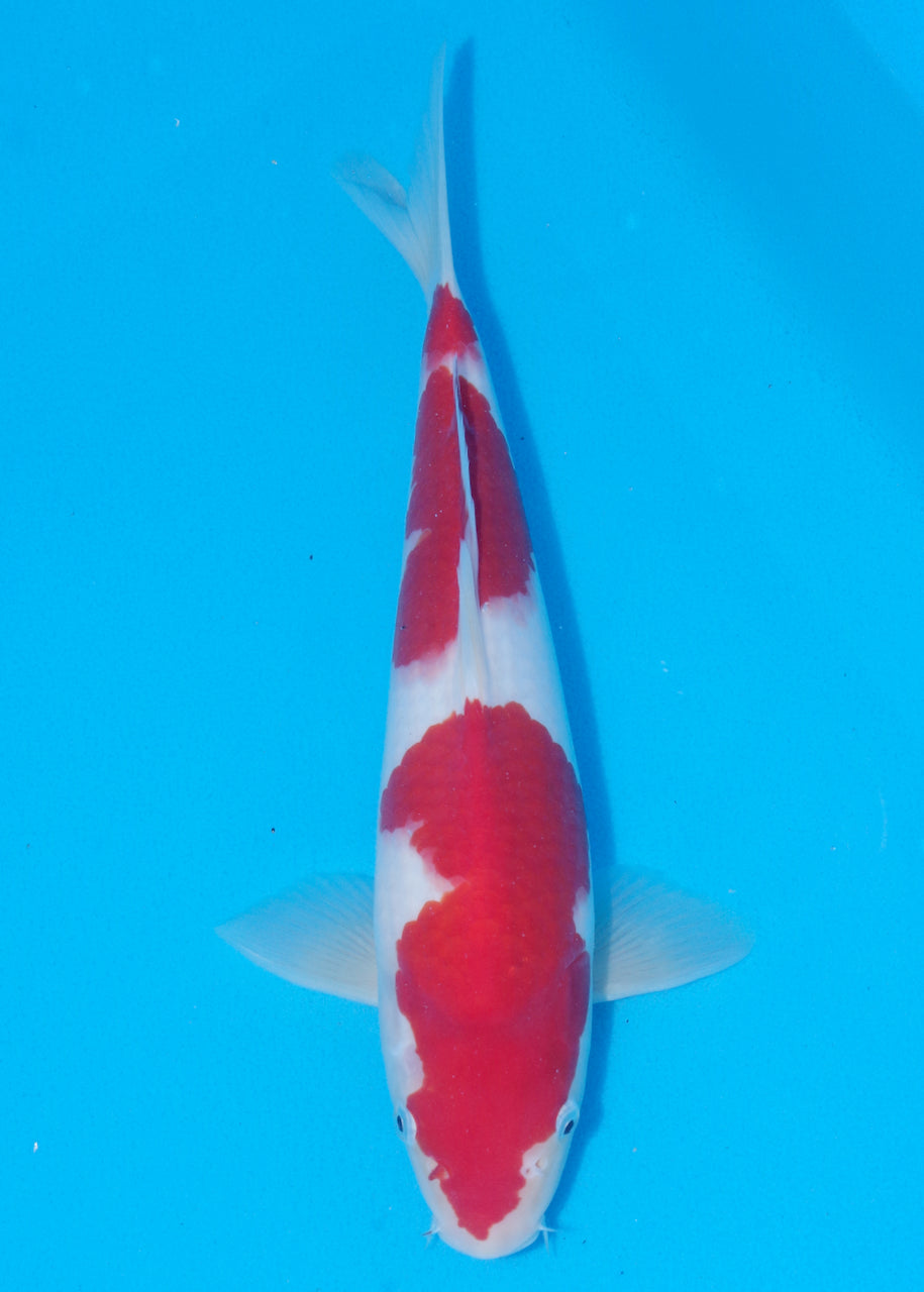 35cm Kohaku (Marudo) REF - D010