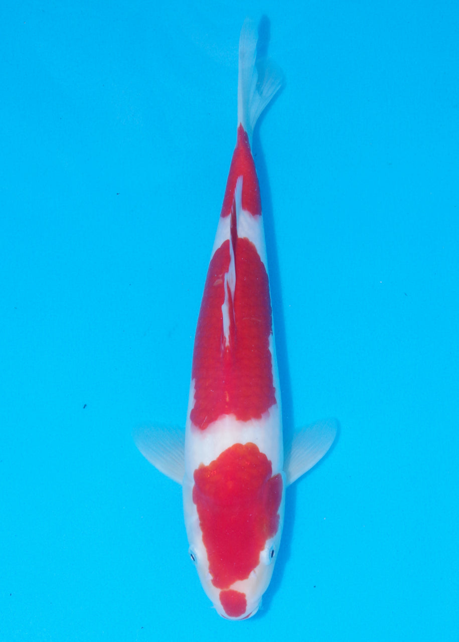 35cm Kohaku (Marudo) REF - D026