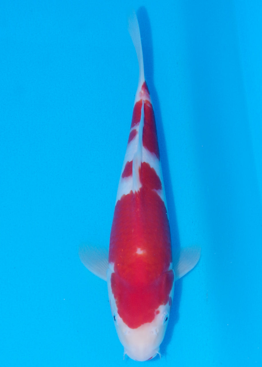 31cm Kohaku (Marudo) REF - D030