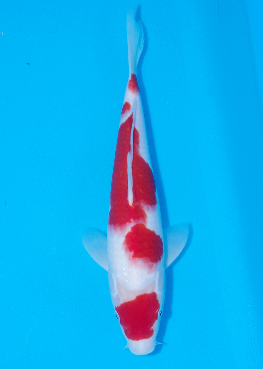 35cm Kohaku (Marudo) REF - D005