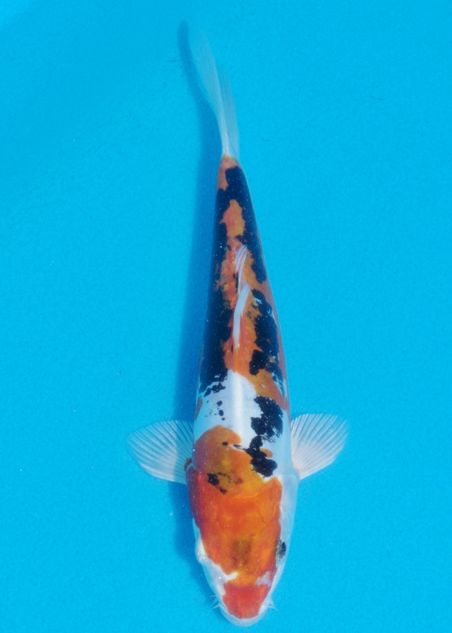 19cm Beni Kikokuryu (Byer Koi Farm) REF SRL06 - AU45