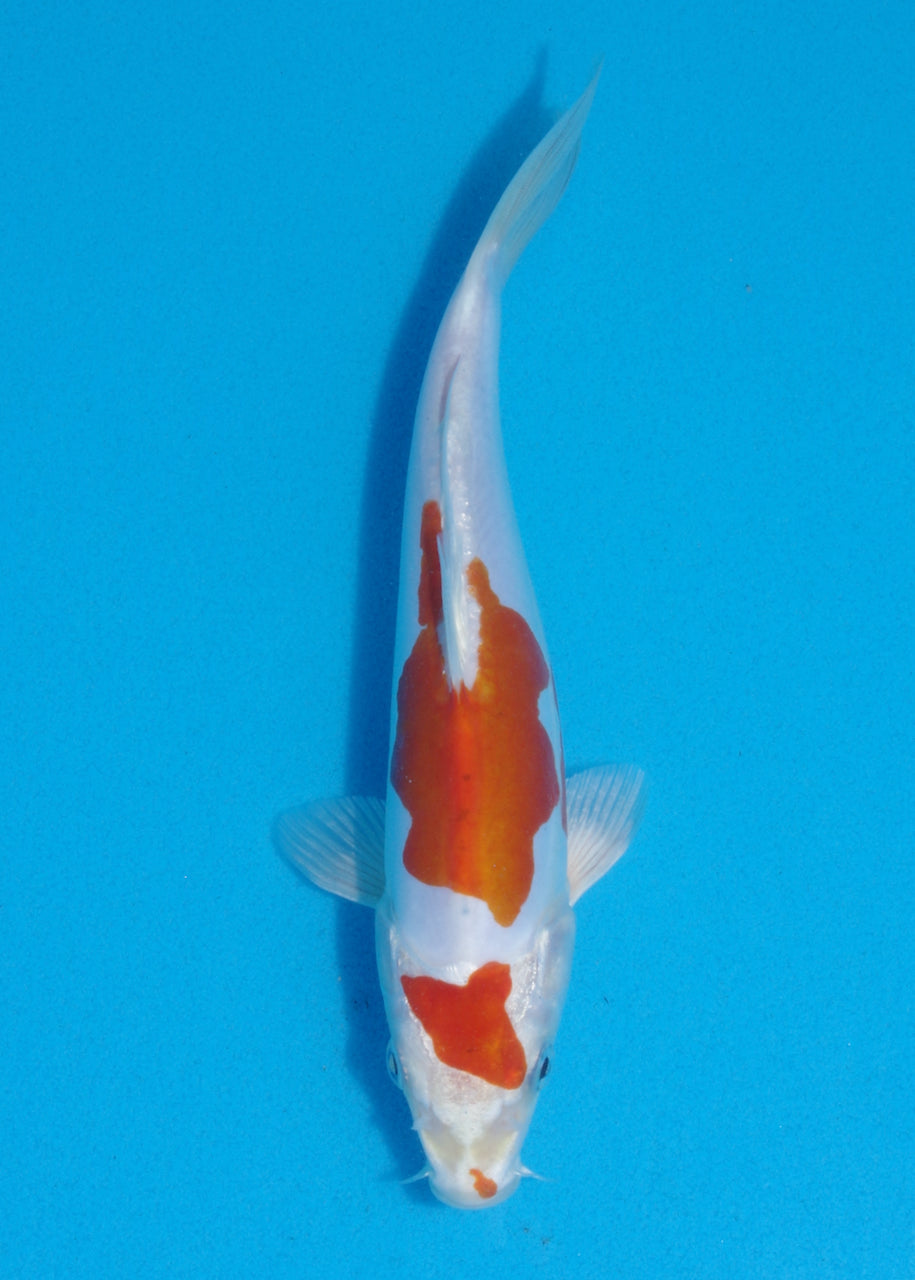 22cm Kikisui (Byer Koi Farm) REF SRL06 - AU46