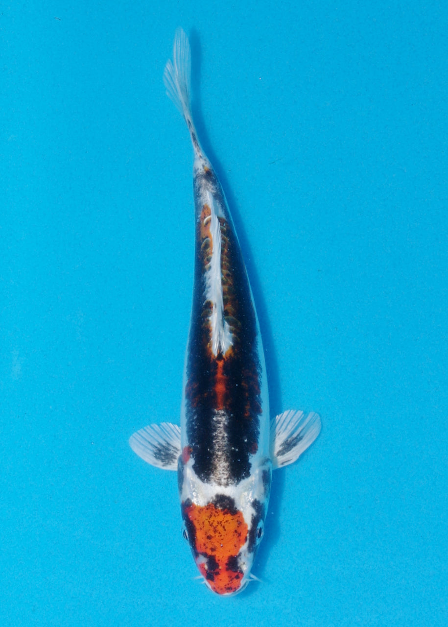 19cm Beni Kikokuryu (Byer Koi Farm) REF SRL06 - AU47