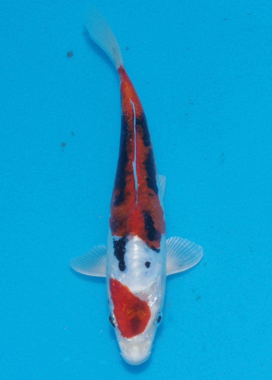 19cm Beni Kikokuryu (Byer Koi Farm) REF SRL06 - AU49