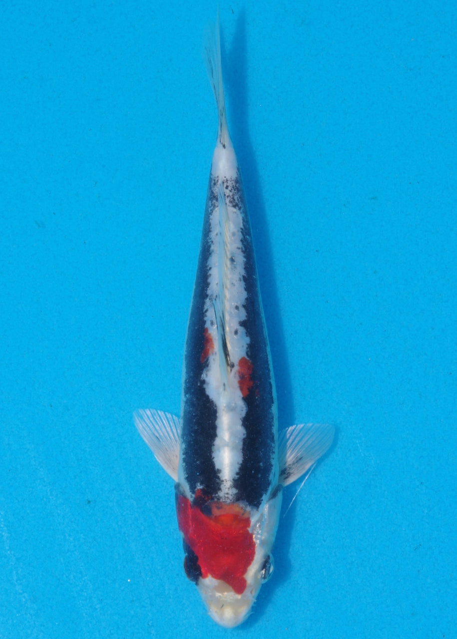 18cm Beni Kikokuryu (Byer Koi Farm) REF SRL06 - AU53