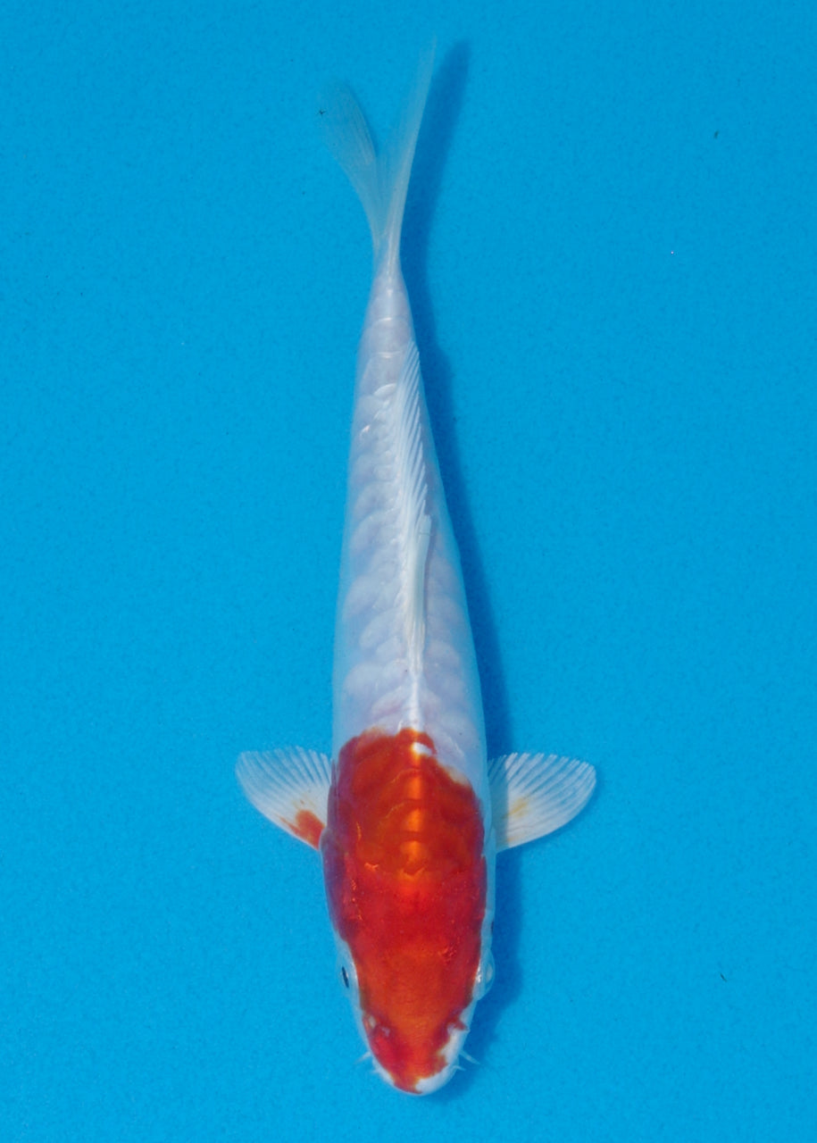 19cm Kikisui (Byer Koi Farm) REF SRL06 - AU37