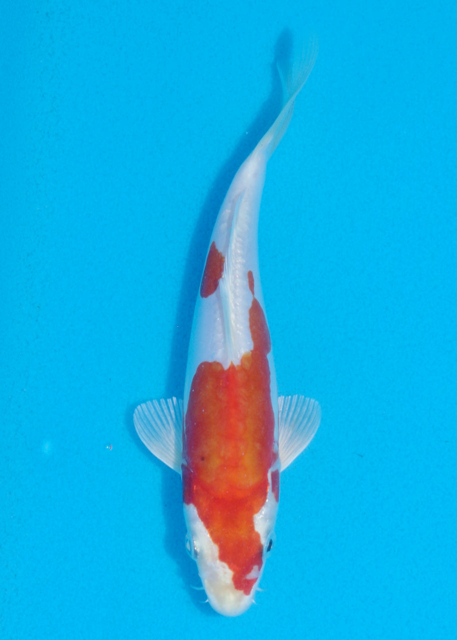 19cm Kikisui (Byer Koi Farm) REF SRL06 - AU38