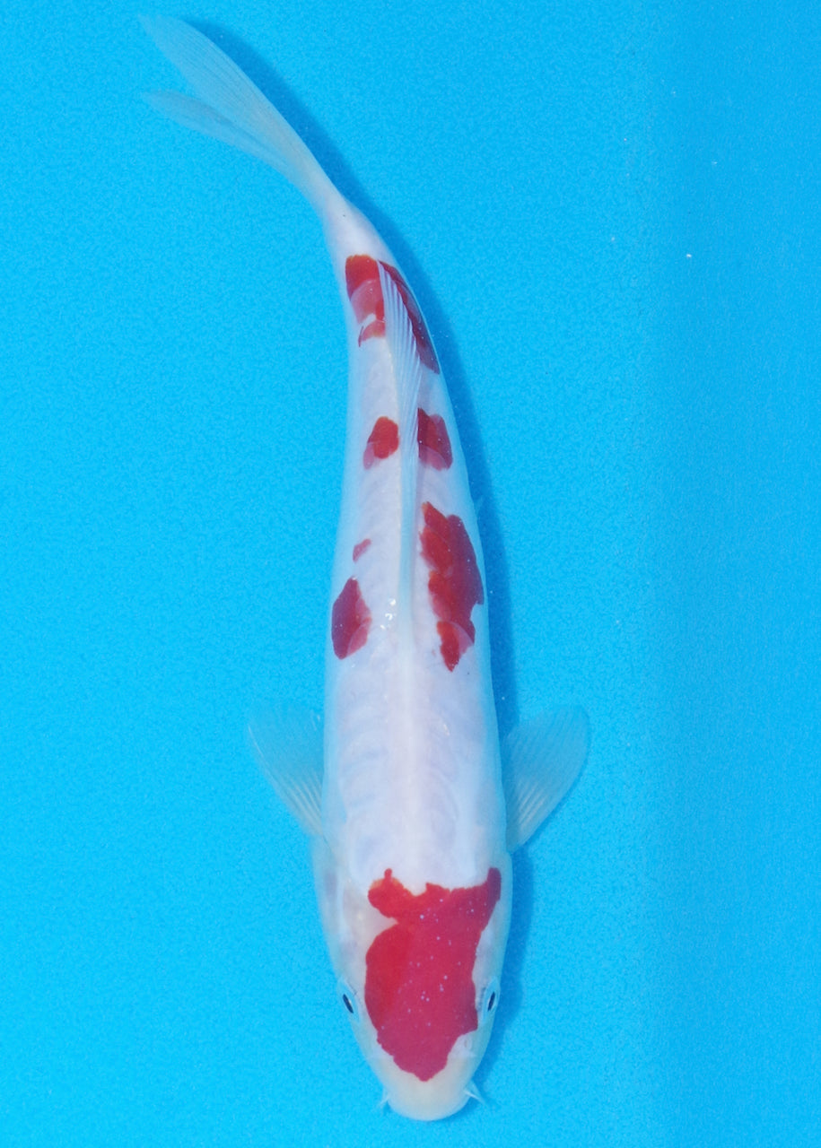 23.5cm Doitsu Kohaku (Byer Koi Farm) REF - OC32