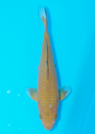 24cm Chagoi (Oakly) (Byer Koi Farm) REF - OC50